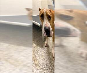 American Pit Bull Terrier Dogs for adoption in Houston, TX, USA