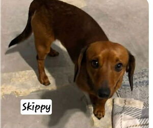Dachshund Dogs for adoption in Foristell, MO, USA