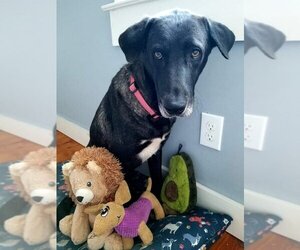 Labrador Retriever-Unknown Mix Dogs for adoption in Greensboro, NC, USA