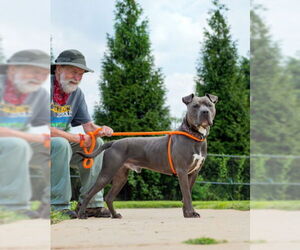 American Pit Bull Terrier Dogs for adoption in Derwood, MD, USA