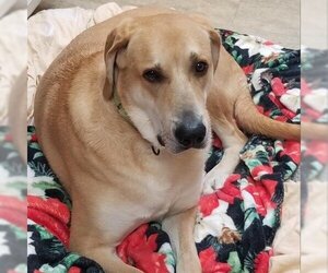 Labrador Retriever Dogs for adoption in Hamilton, GA, USA