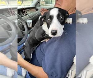 American Staffordshire Terrier-Unknown Mix Dogs for adoption in San Antonio, TX, USA