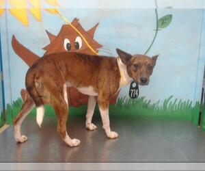 Basenji Dogs for adoption in Houston, TX, USA