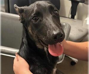 German Shepherd Dog Dogs for adoption in Bakersfield, CA, USA