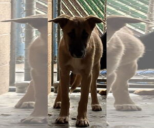 Mutt Dogs for adoption in Las Vegas, NM, USA