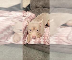 American Pit Bull Terrier Dogs for adoption in Peoria, IL, USA