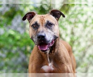 Rhodesian Ridgeback-Unknown Mix Dogs for adoption in Tavares, FL, USA