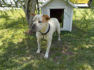 Small Staffordshire Bull Terrier