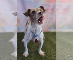 Jack Russell Terrier-Unknown Mix Dogs for adoption in Phoenix, AZ, USA