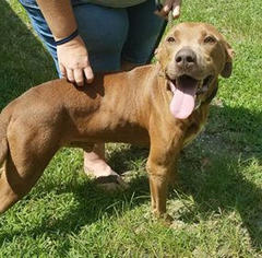 Medium Photo #1 Chocolate Labrador retriever-Unknown Mix Puppy For Sale in Mt. Laurel, NJ, USA