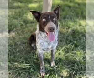 Australian Cattle Dog Dogs for adoption in Modesto, CA, USA