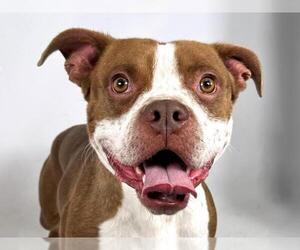 American Pit Bull Terrier-Unknown Mix Dogs for adoption in Fort Collins, CO, USA