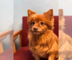 Pomeranian Dogs for adoption in Harvard, IL, USA