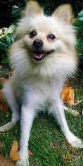 Pomeranian Dogs for adoption in Woodside, NY, USA