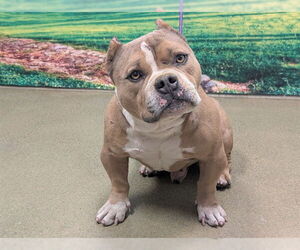 American Pit Bull Terrier-Bulldog Mix Dogs for adoption in Moreno Valley, CA, USA