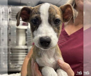 Mutt Dogs for adoption in Washington, DC, USA