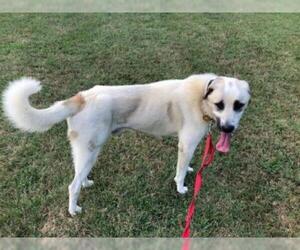 Anatolian Shepherd Dogs for adoption in Millersville, MD, USA