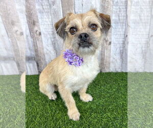 Border Terrier-Unknown Mix Dogs for adoption in Corona, CA, USA