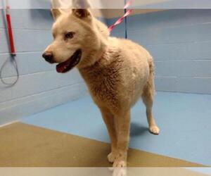 Siberian Husky-Unknown Mix Dogs for adoption in Moreno Valley, CA, USA