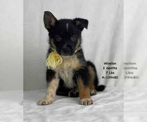 German Shepherd Dog-Unknown Mix Dogs for adoption in Saegertown , PA, USA