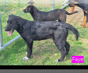 Catahoula Leopard Dog-Unknown Mix Dogs for adoption in Rutledge, TN, USA