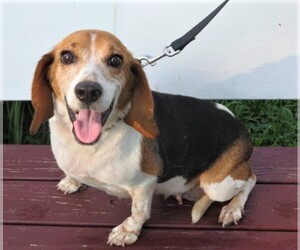 Beagle Dogs for adoption in Franklin, TN, USA