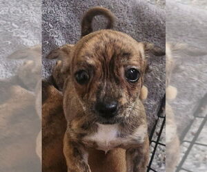 Chiweenie Dogs for adoption in Oakland Park, FL, USA