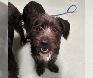 Mutt Dogs for adoption in Canton, CT, USA