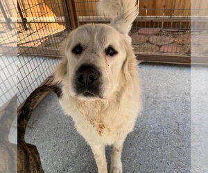 Great Pyrenees Dogs for adoption in Leavenworth, KS, USA
