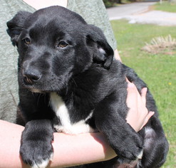 Medium Photo #1 Mutt Puppy For Sale in Prattville, AL, USA