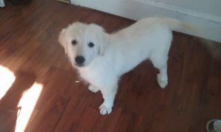 Great Pyrenees Dogs for adoption in Ceres, VA, USA