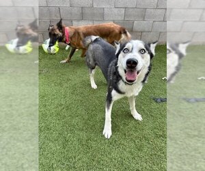 - Mix Dogs for adoption in phoenix, AZ, USA