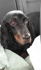 Black and Tan Coonhound Dogs for adoption in Mishawaka, IN, USA