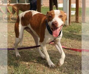 American Staffordshire Terrier-Unknown Mix Dogs for adoption in San Antonio, TX, USA