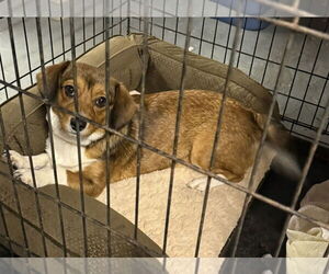 Beagle-Unknown Mix Dogs for adoption in Pottstown, PA, USA