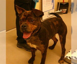 Bulldog-Unknown Mix Dogs for adoption in Sanford, FL, USA