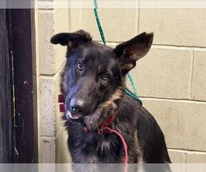 German Shepherd Dog Dogs for adoption in Tulsa, OK, USA