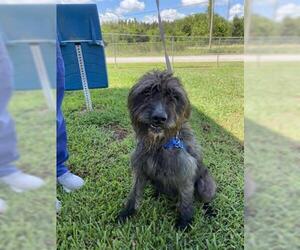 Mutt Dogs for adoption in Vero Beach, FL, USA