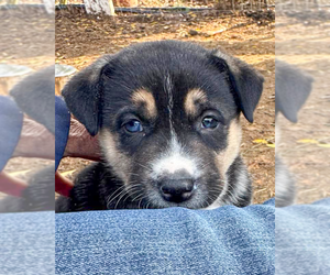 Pyrenees Husky Dogs for adoption in Corona, CA, USA