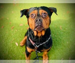 Rottweiler-Unknown Mix Dogs for adoption in Orlando, FL, USA