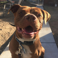 American Staffordshire Terrier-Dogue de Bordeaux Mix Dogs for adoption in Los Angeles, CA, USA