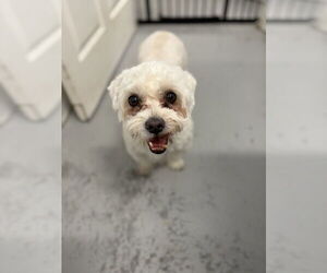 Maltese-Unknown Mix Dogs for adoption in Studio City, CA, USA