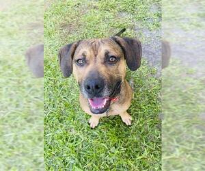 Beagle Dogs for adoption in Vero Beach, FL, USA