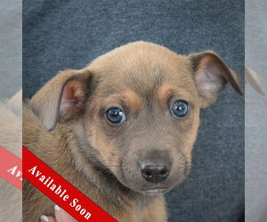 Chipin Dogs for adoption in Huntley, IL, USA