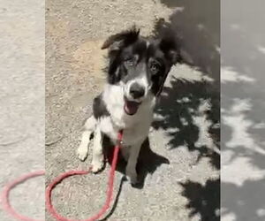 Border Collie-Unknown Mix Dogs for adoption in Woodland, CA, USA