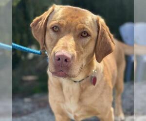 Labrador Retriever Dogs for adoption in San Diego, CA, USA