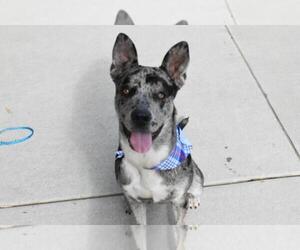 Catahoula Leopard Dog-Unknown Mix Dogs for adoption in Tulsa, OK, USA