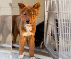German Shepherd Dog-Unknown Mix Dogs for adoption in Dedham, MA, USA