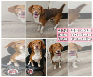 Beagle-Unknown Mix Dogs for adoption in Georgetown, KY, USA