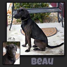 Labrador Retriever-Unknown Mix Dogs for adoption in Sullivan, IN, USA